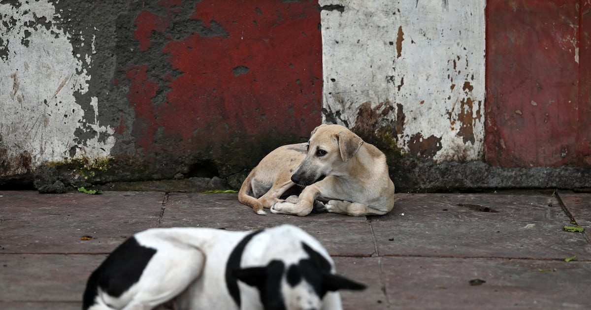 Huit mois de prison pour un youtubeur marocain ayant cuisiné un chien le jour de l’Aïd